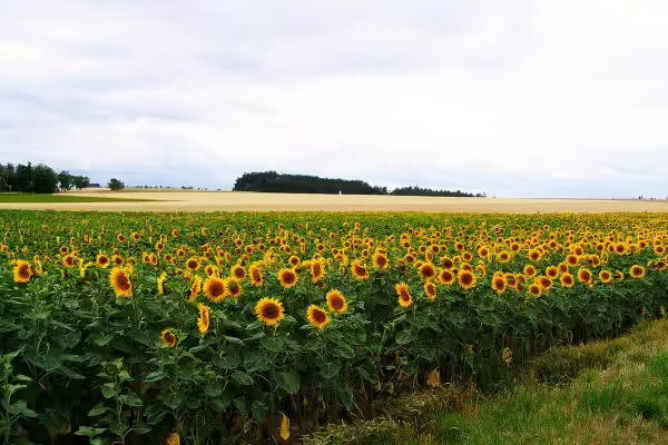 Sunflower Land Unveils New Farming Mechanics and Fee Structure | PlayToEarn